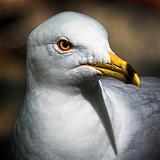 Gull Closeup_53573